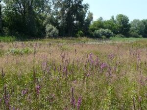 Foto: NABU/ Martin Klatt