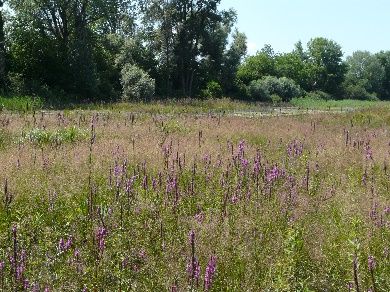 Foto: NABU/ Martin Klatt